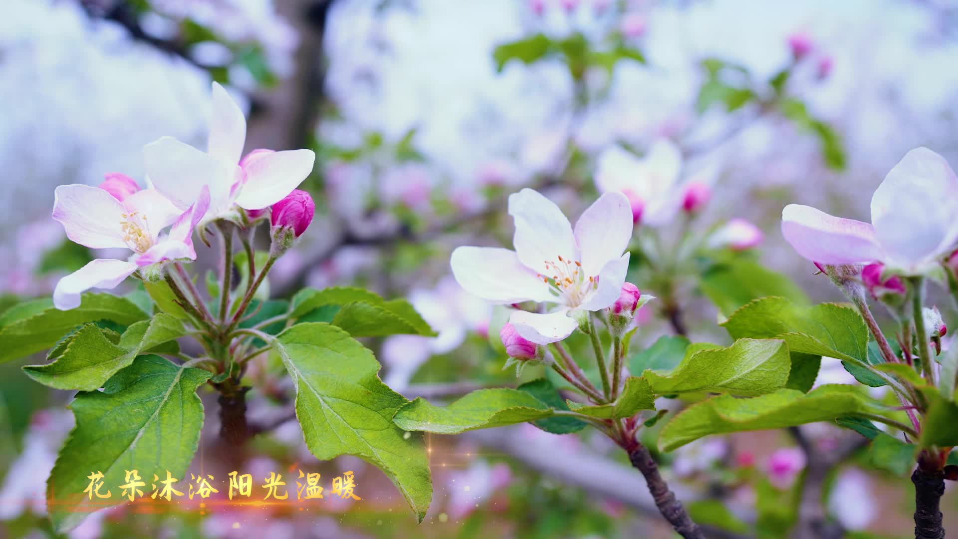 《苹果的笑脸》歌声里的家乡系列MV